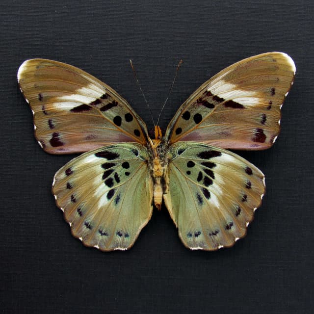 Real Ceres Forester butterfly framed taxidermy - Euphaedra ceres - female