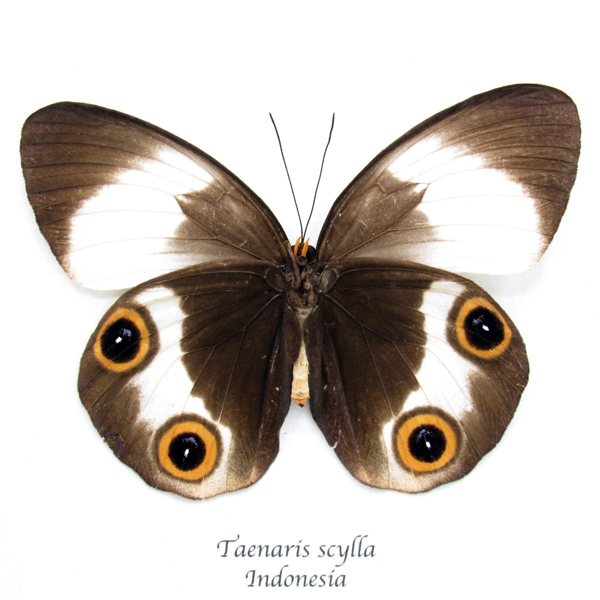 Rare Owl butterfly framed taxidermy - Taenaris scylla - large female