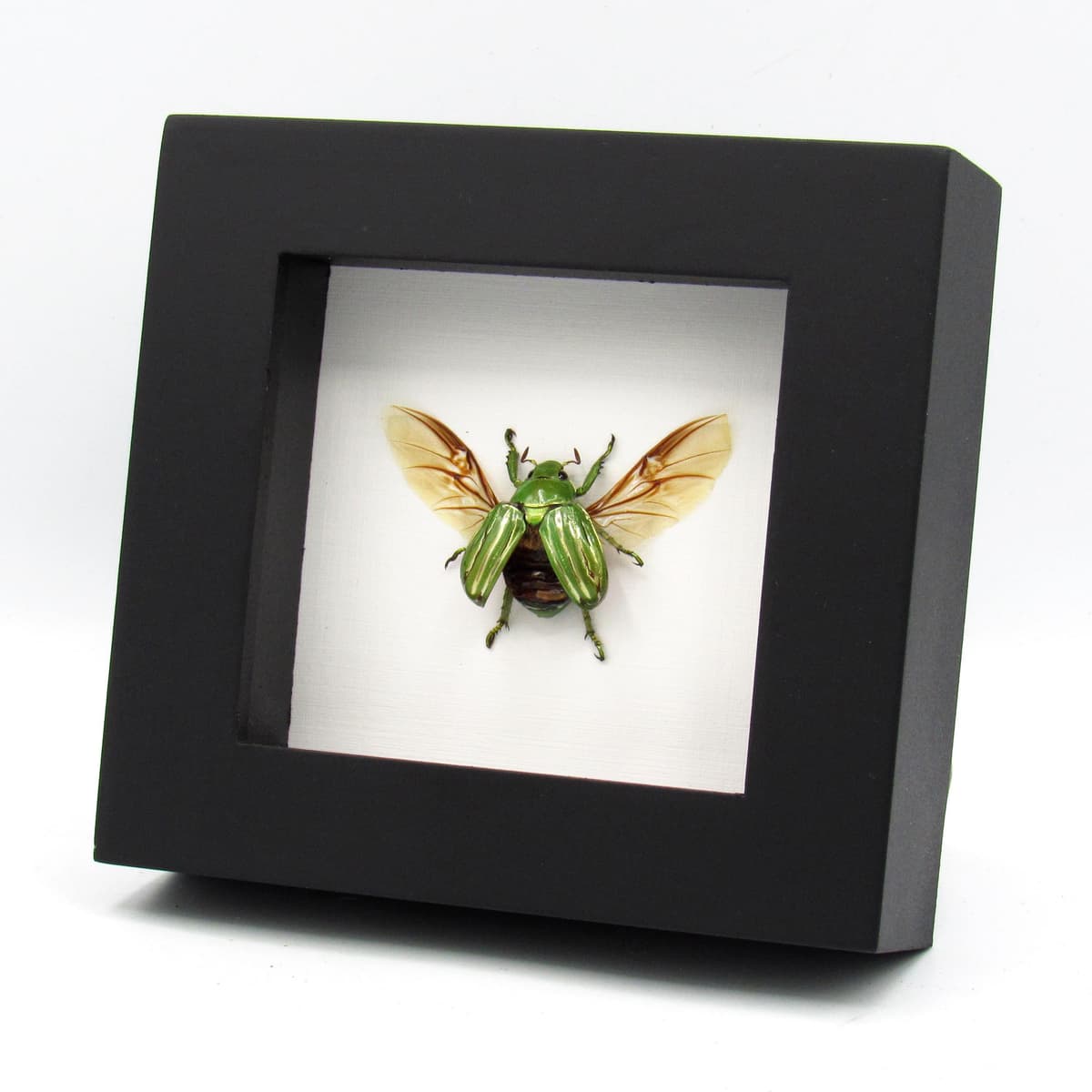 Real metallic green Jewel beetle framed taxidermy - Plusiotis (Chrysina) gloriosa