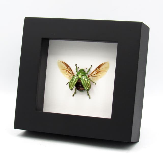 Real metallic green Jewel beetle framed taxidermy - Plusiotis (Chrysina) gloriosa
