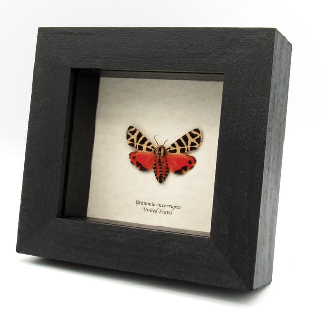 Rare Tiger moth framed taxidermy - Grammia incorrupta - red form