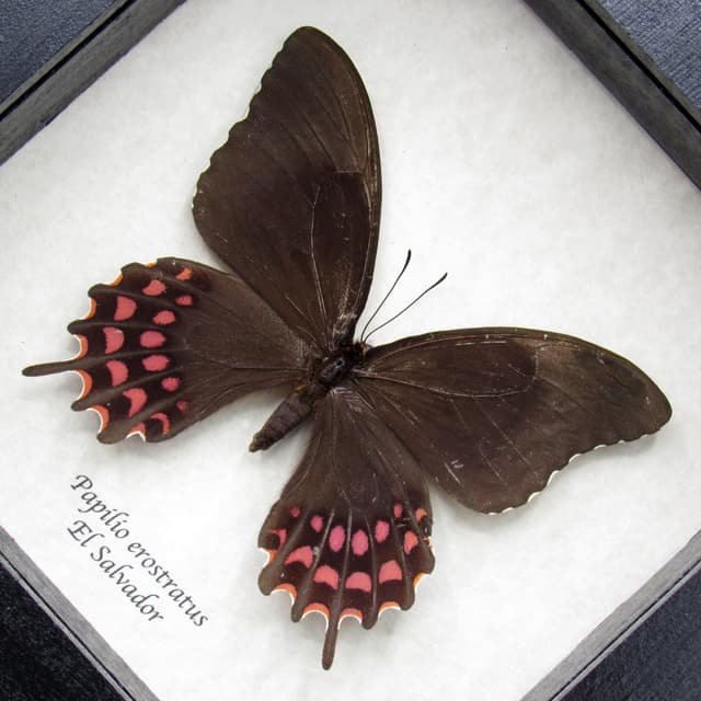 Real pink Cattleheart butterfly framed taxidermy - Papilio erostratus - female