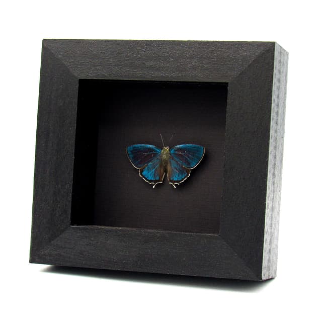 Rare iridescent blue Hairstreak butterfly framed taxidermy - Favonius saphirinus - Victorian mount