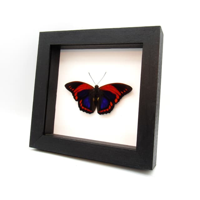 Rare Fuchsia Brush-footed butterfly framed taxidermy - Prepona praeneste - Victorian mount