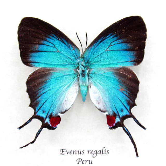 Rare metallic blue butterfly framed taxidermy - Evenus regalis - large female