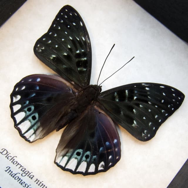 Real green Constable butterfly framed taxidermy - Dichorragia ninus