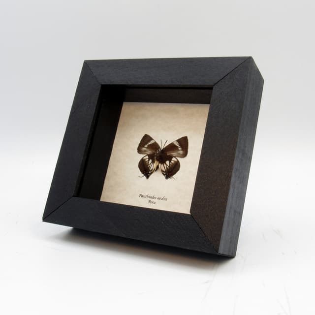 Real butterfly framed taxidermy - Panthiades aeolus