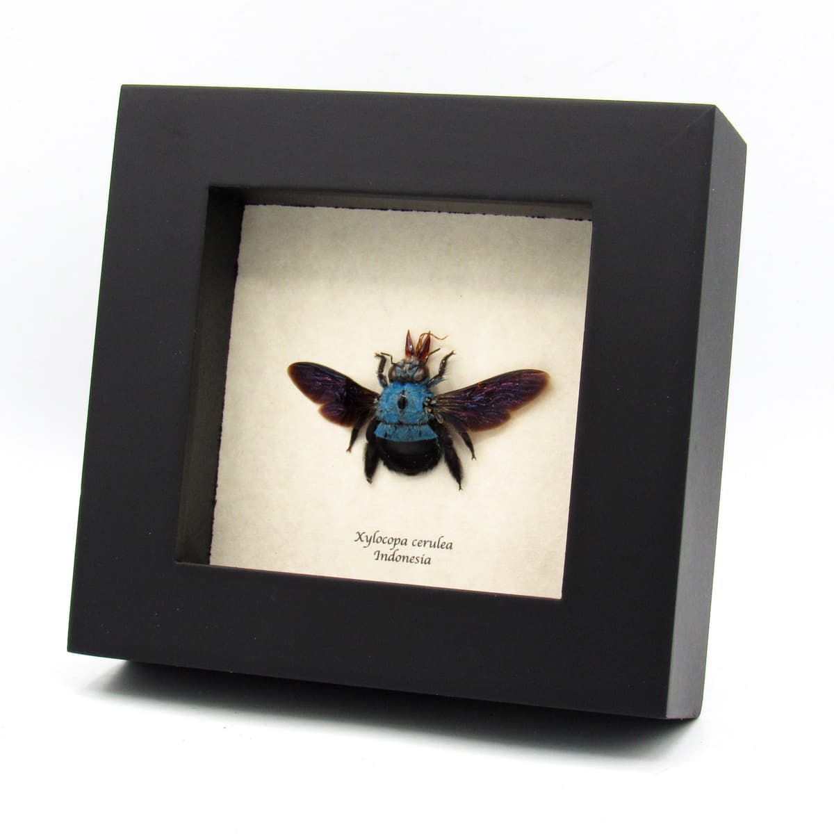 Real blue carpenter bee framed taxidermy - Xylocopa cerulea