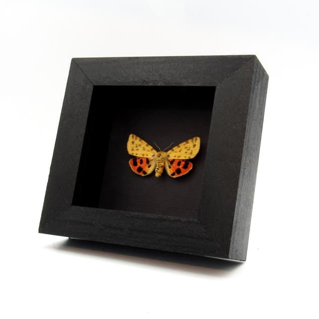 Real yellow Tiger moth framed taxidermy - Rhyparia purpurata