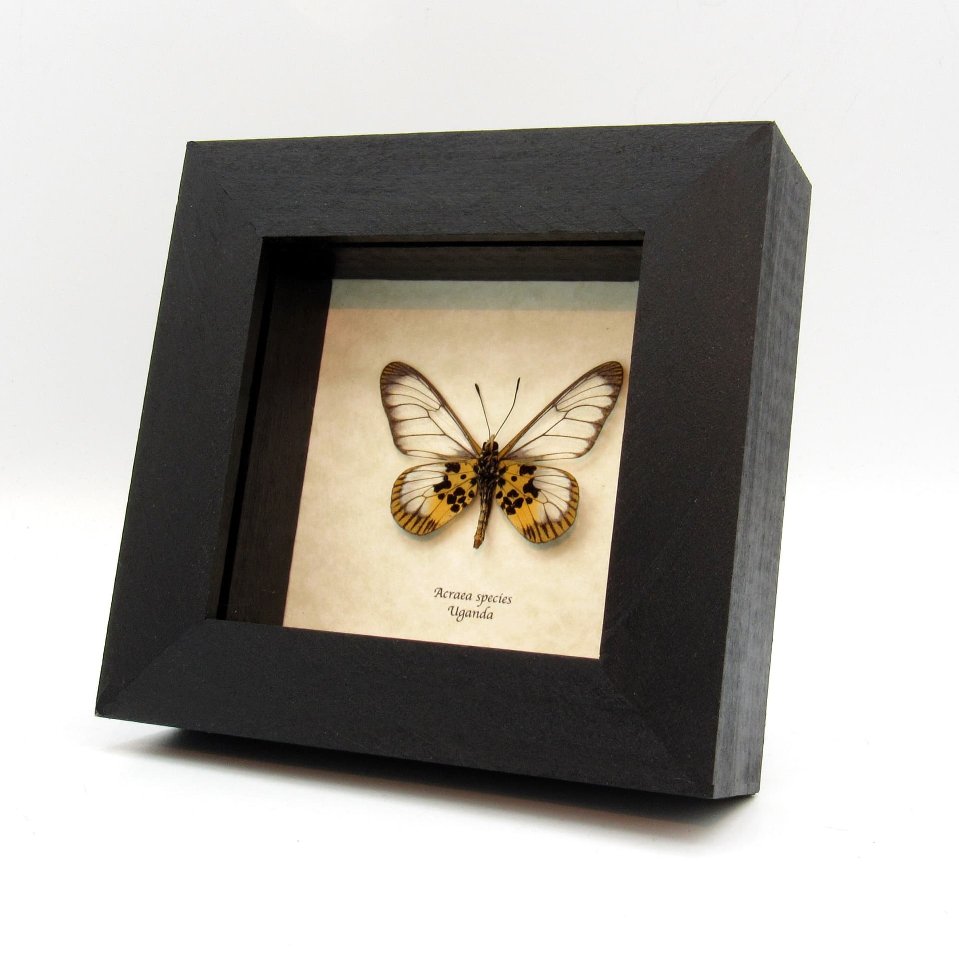 Real African Glasswing butterfly framed taxidermy - Acraea species