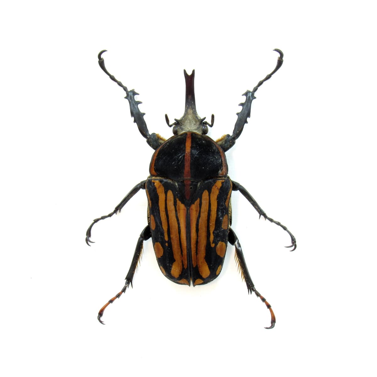 Rare African Scarab beetle framed taxidermy - Chelorrhina kraatzi
