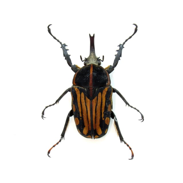 Rare African Scarab beetle framed taxidermy - Chelorrhina kraatzi