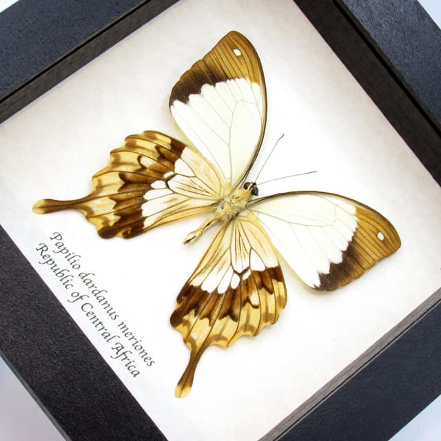 Real Golden Swallowtail butterfly framed taxidermy - Papilio dardanus meriones - dark form
