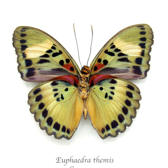 Rare Themis Forester butterfly framed taxidermy - Euphaedra themis
