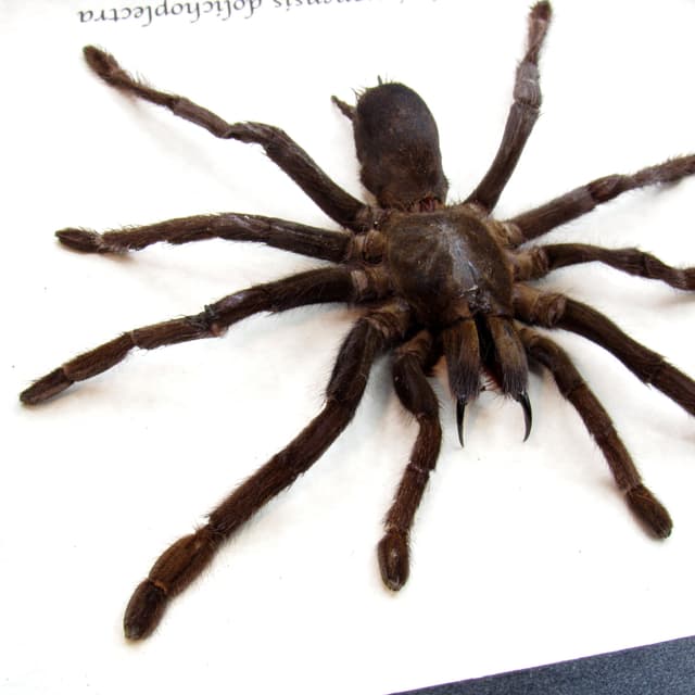 Real Java Yellow Kneed Tarantula spider framed taxidermy - Selenocosmia javanensis dolichoplectra - large