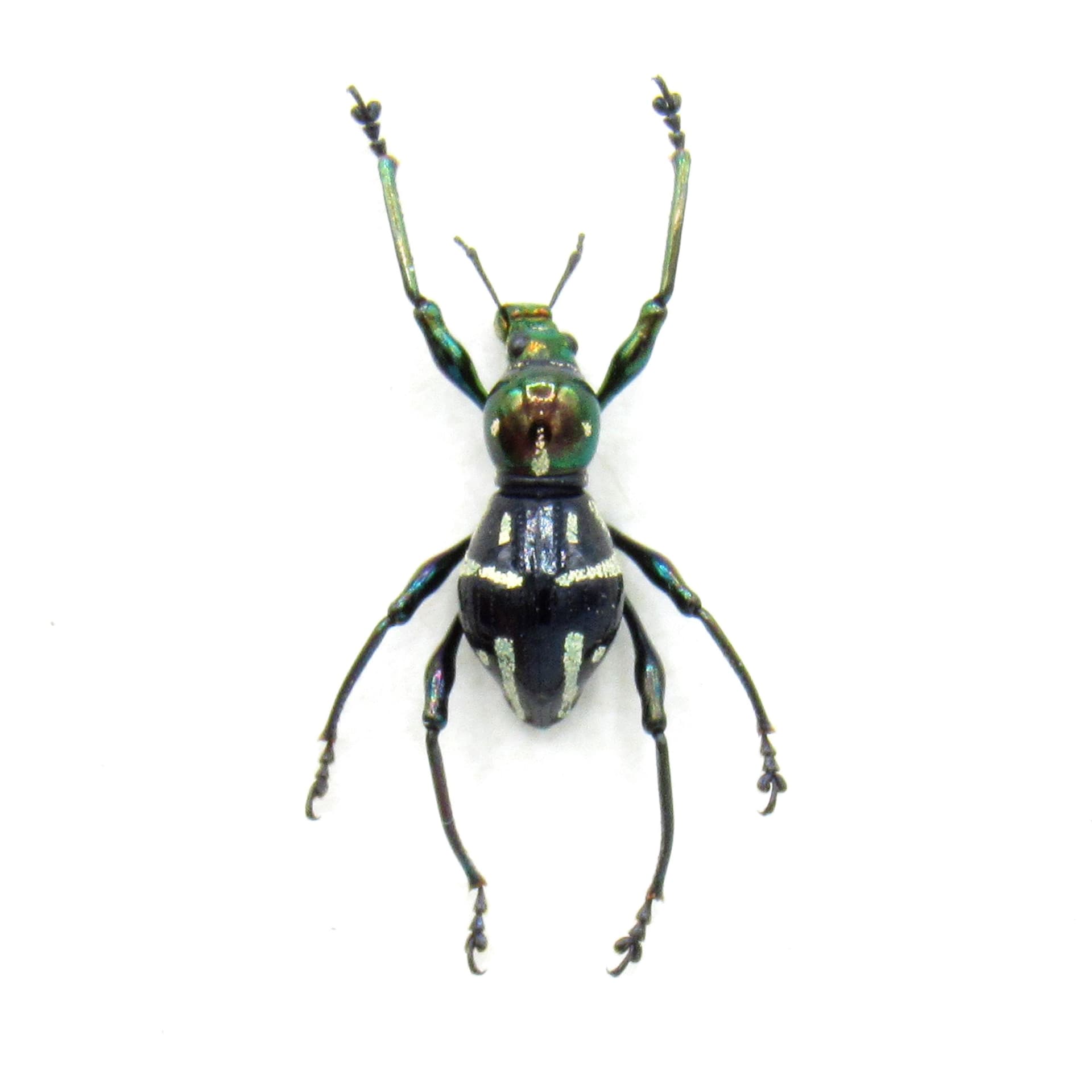 WEEVIL MANIA - Real beetle framed taxidermy - Pachyrhynchus subanon