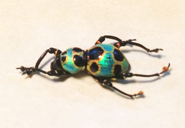 WEEVIL MANIA!  Real beetle framed taxidermy - Pachyrhynchus orbifer