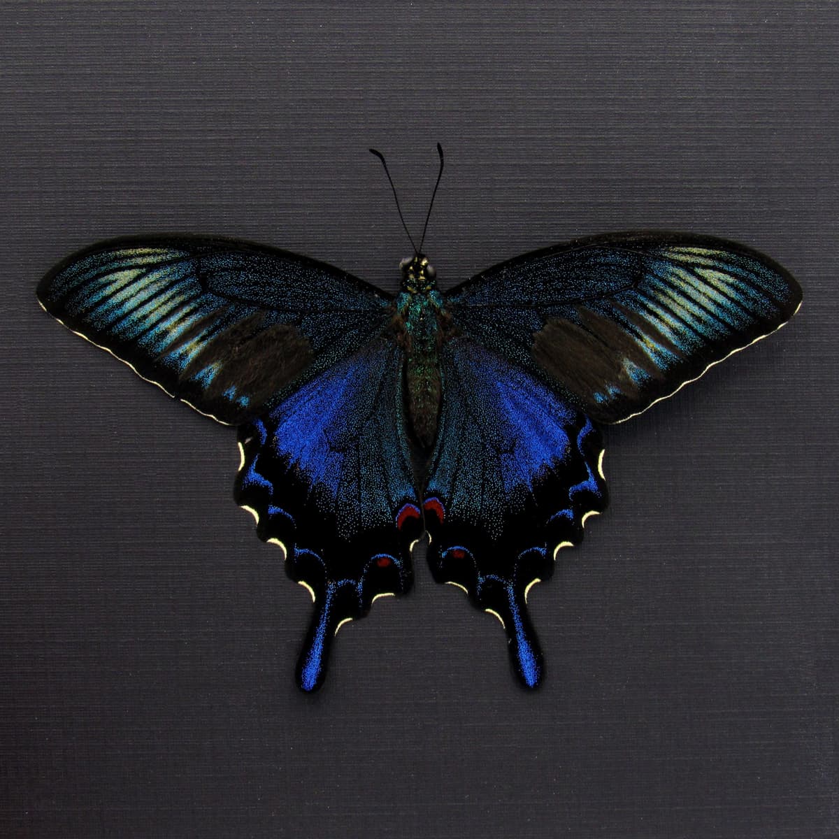 Real black Peacock butterfly framed taxidermy - Papilio bianor dehaani - spring form - Victorian mount