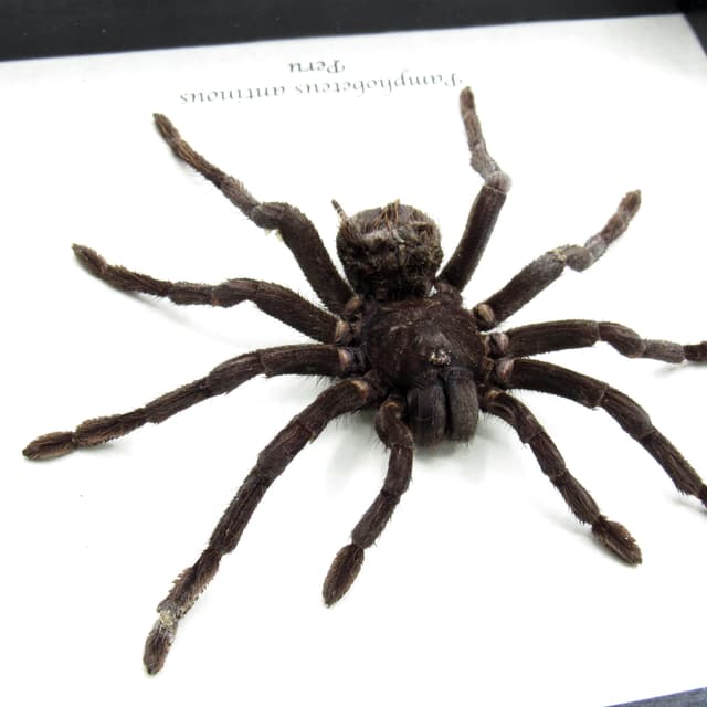 Real XL Bolivian Blue Leg Birdeater Tarantula framed taxidermy - Pamphobeteus antinous - female