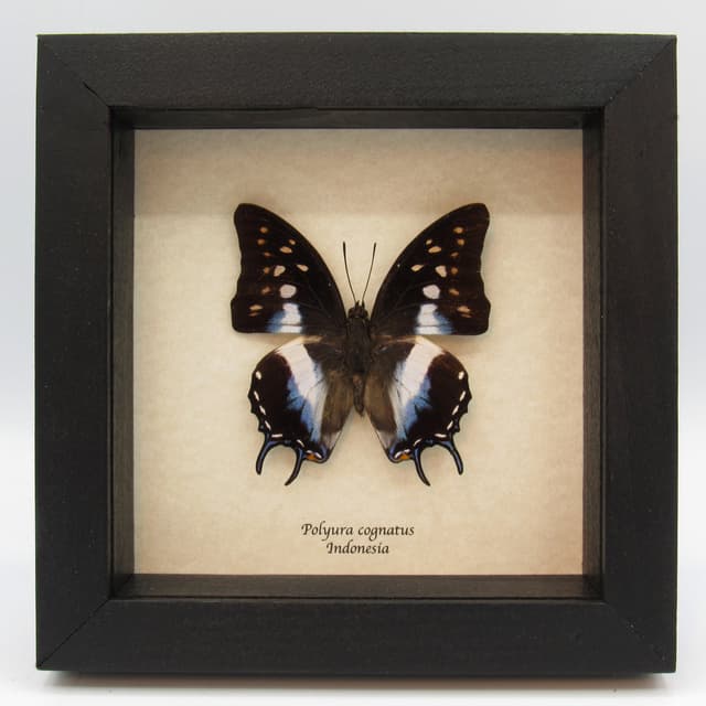 Real blue tailed butterfly framed taxidermy - Polyura cognatus