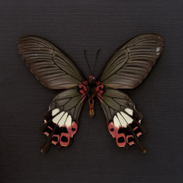 Rare Tailed Redbreast butterfly framed taxidermy - Papilio bootes