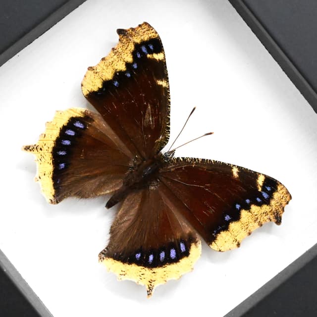 Real Mourning Cloak butterfly framed taxidermy - Nymphalis antiopa