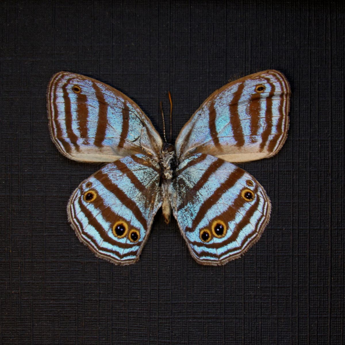 Rare tiny blue Satyrid butterfly framed taxidermy - Caeruleuptychia caerulea