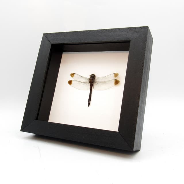 Real Skimmer Dragonfly framed taxidermy - Zyxomma obtusum