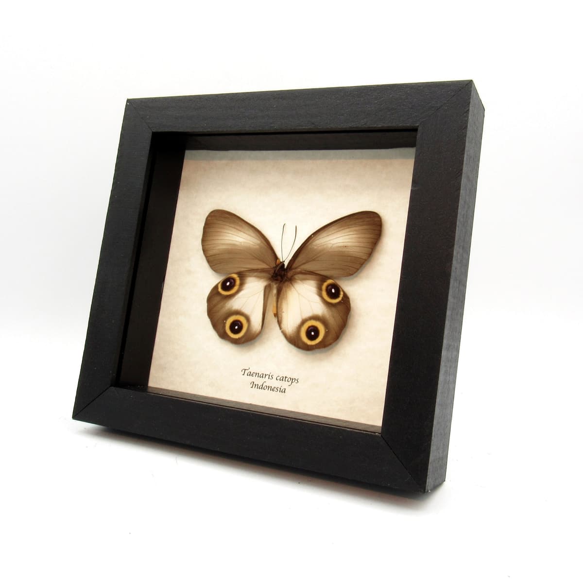 Real Silky Owl butterfly framed taxidermy - Taenaris catops