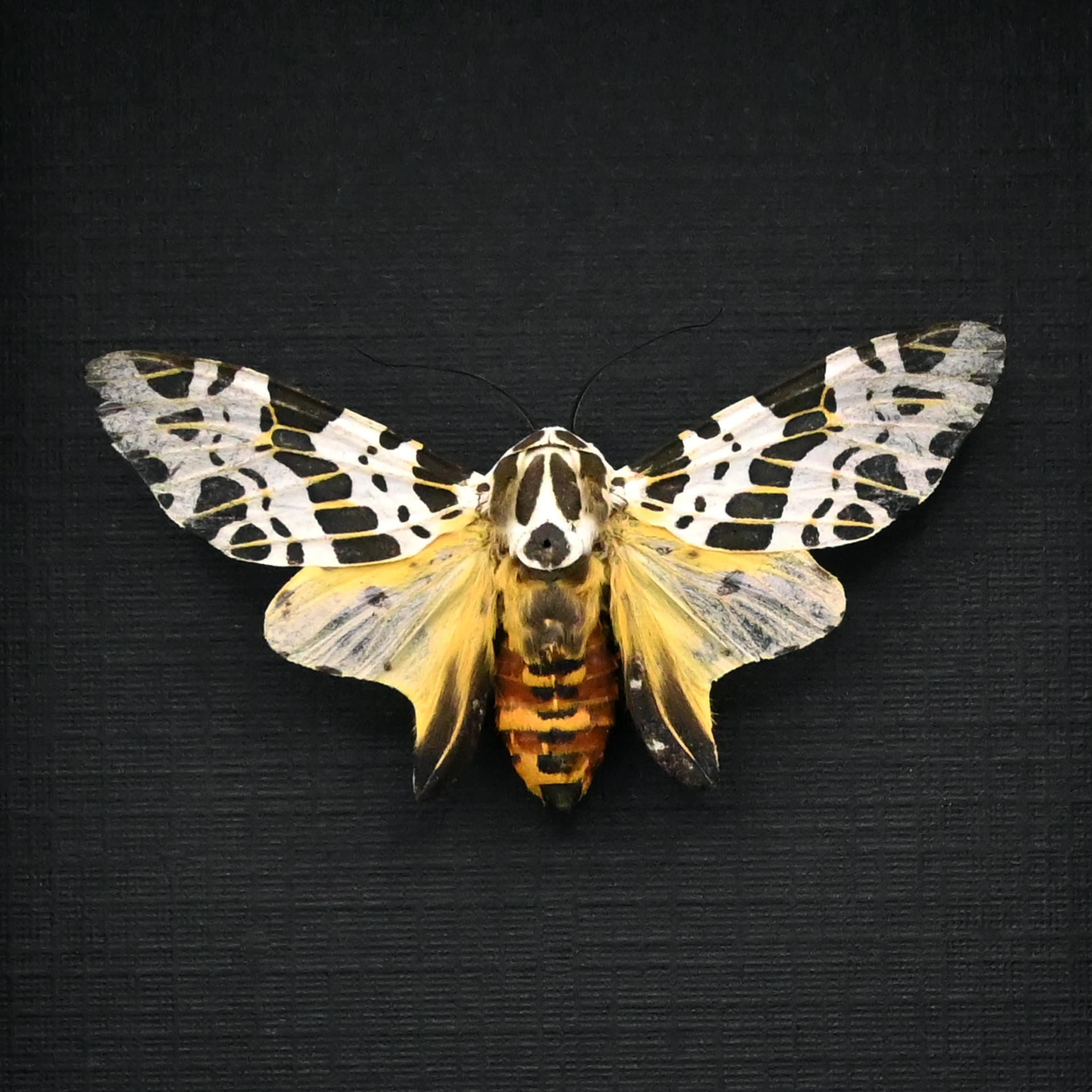 Real Leopard moth framed taxidermy - Hypercompe laeta