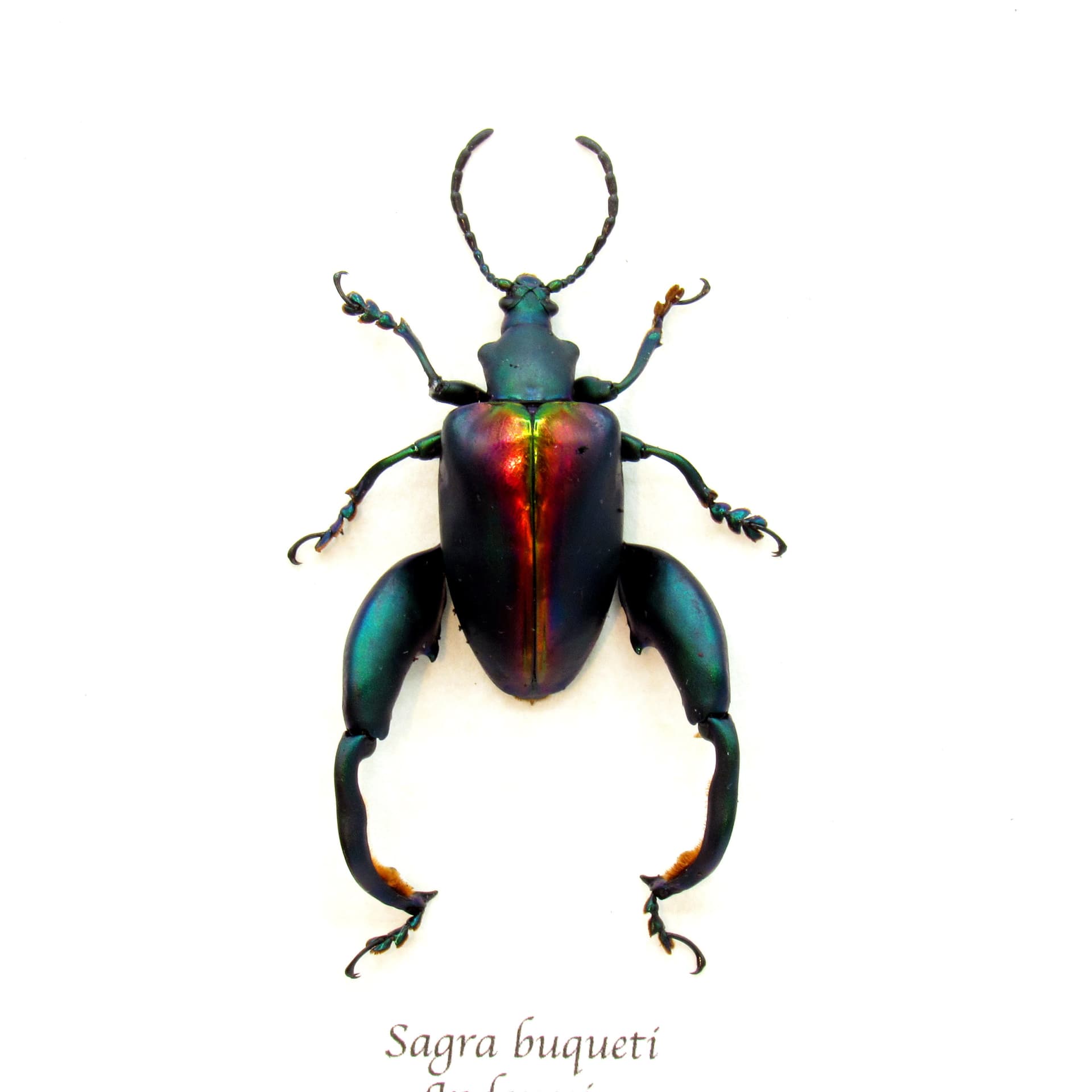 Real XL Rainbow Frog-Legged Leaf beetle framed taxidermy - Sagra buqueti