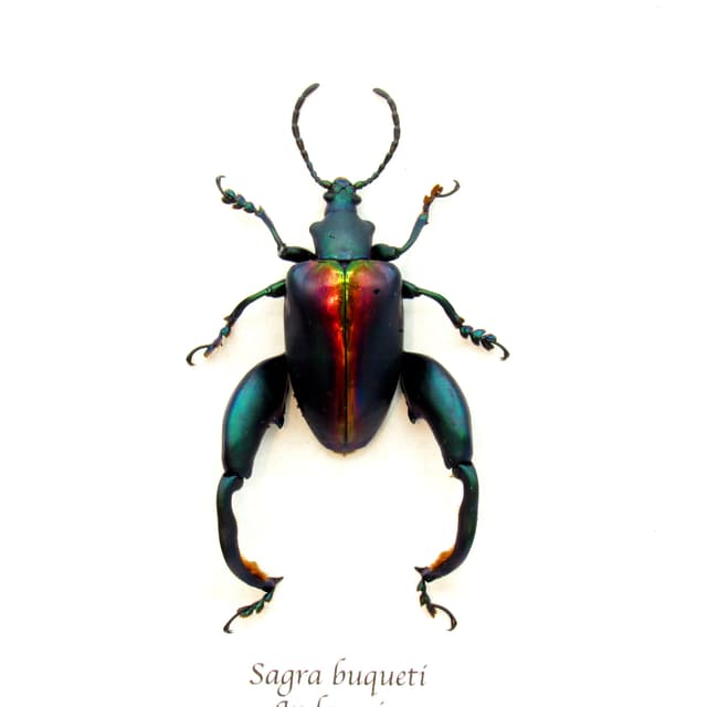 Real XL Rainbow Frog-Legged Leaf beetle framed taxidermy - Sagra buqueti