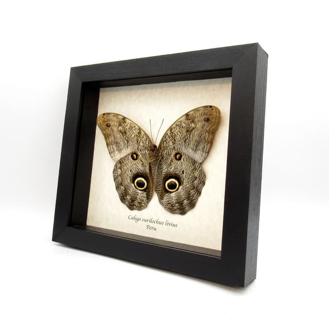 Real Giant Owl Butterfly framed taxidermy - Caligo eurilochus livius