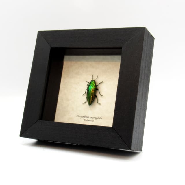 Real metallic beetle framed taxidermy - Chrysodema smaragdula