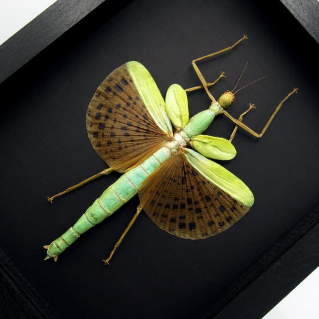 Rare GIANT winged Stick bug framed taxidermy - Paracyphocrania major - female