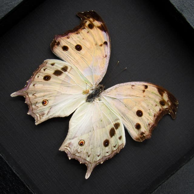 Mother of Pearl framed taxidermy butterfly - Salamis parhassus