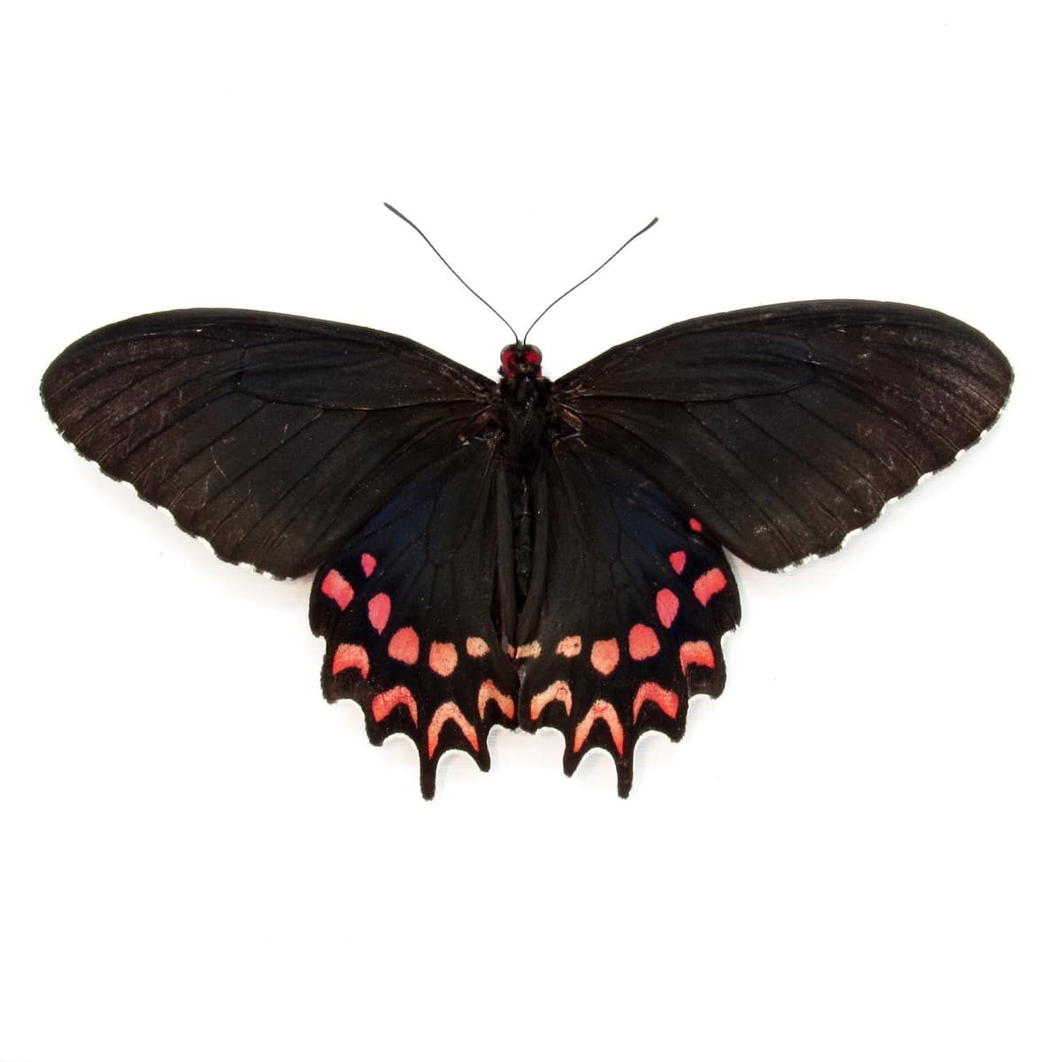 Real iridescent framed butterfly taxidermy - Parides photinus - female - Victorian mount