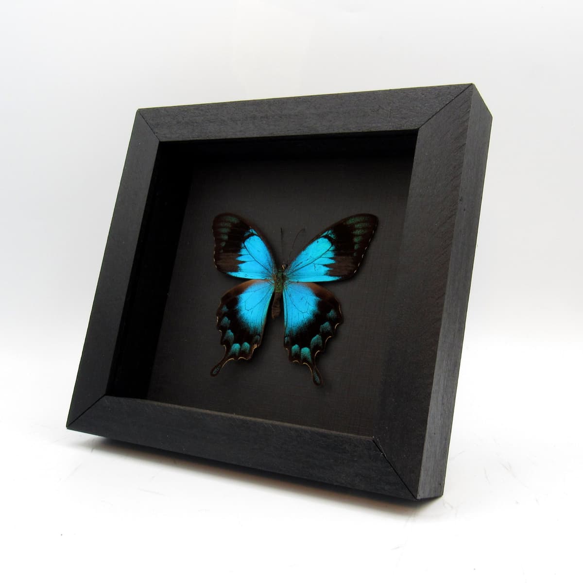Real framed taxidermy Sea Green Swallowtail butterfly - Papilio lorquinianus