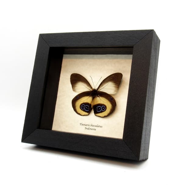 Real Owl butterfly framed taxidermy - Taenaris bioculatus