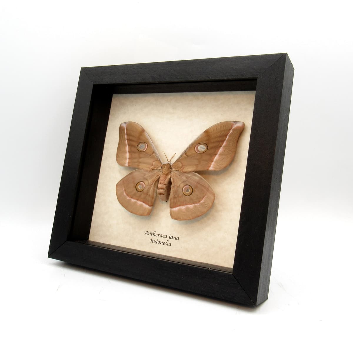 Real Saturn moth framed taxidermy - Antheraea jana - large female