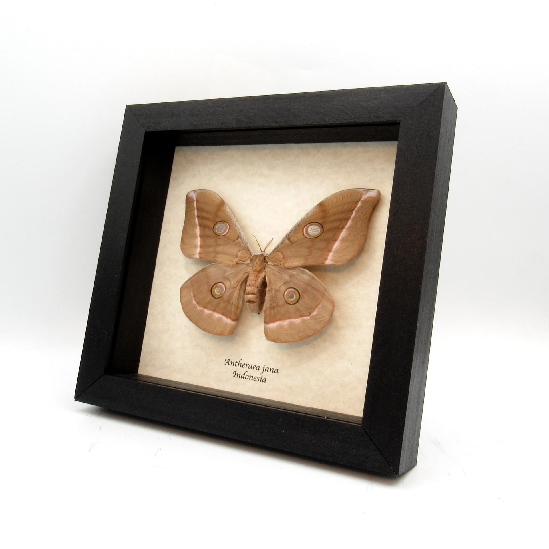 Real Saturn moth framed taxidermy - Antheraea jana - large female
