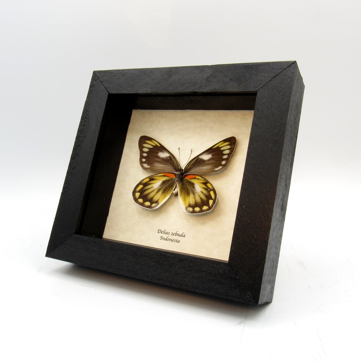 Real butterfly framed taxidermy - Delias zebuda - female