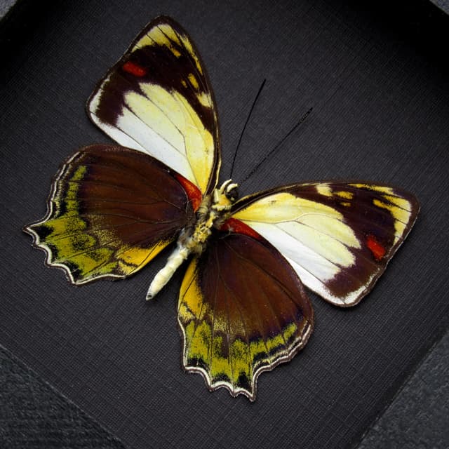 Rare butterfly framed specimen - Mynes talboti