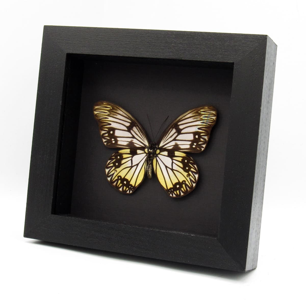 Real yellow great Wallacean butterfly framed taxidermy - Zethera incerta