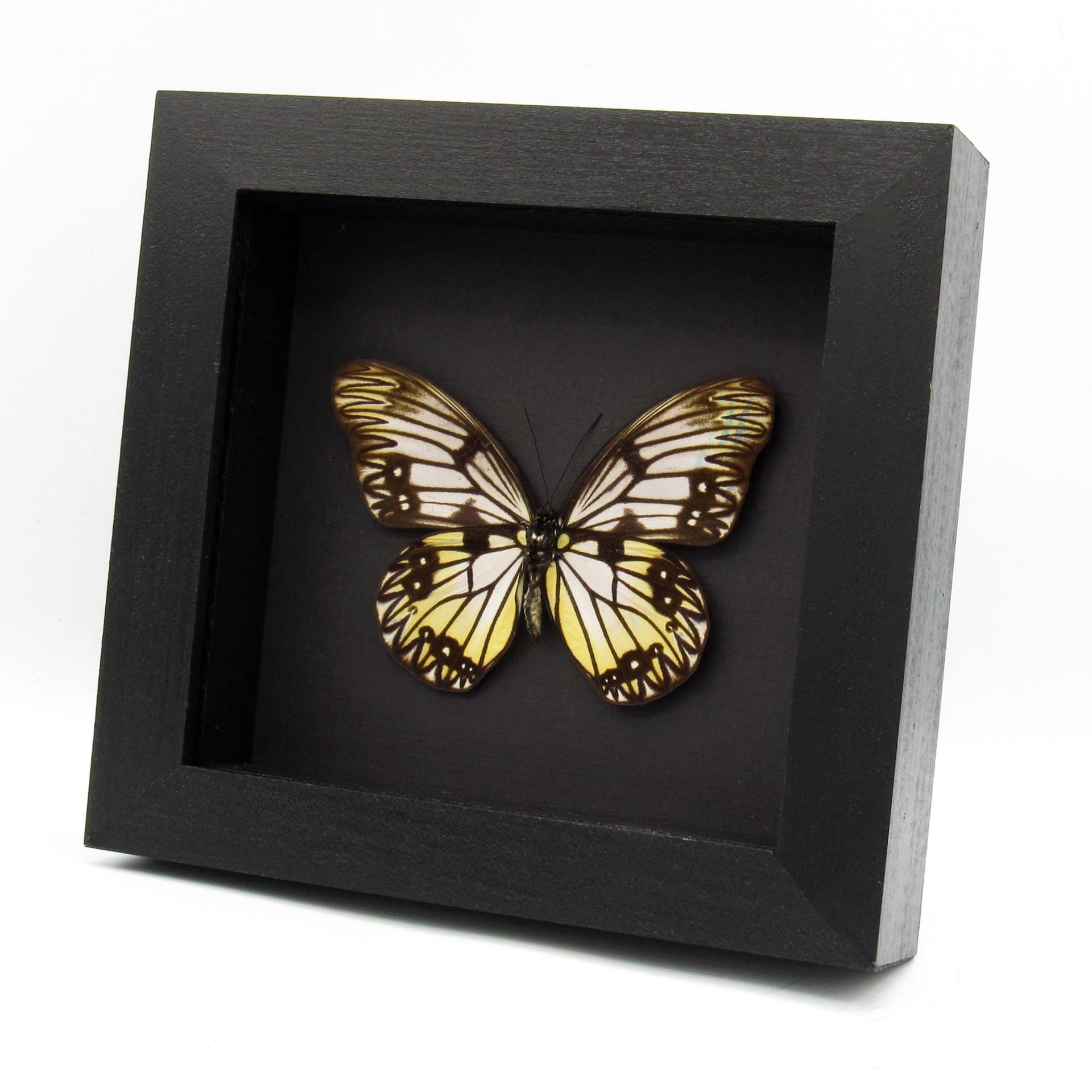 Real yellow great Wallacean butterfly framed taxidermy - Zethera incerta