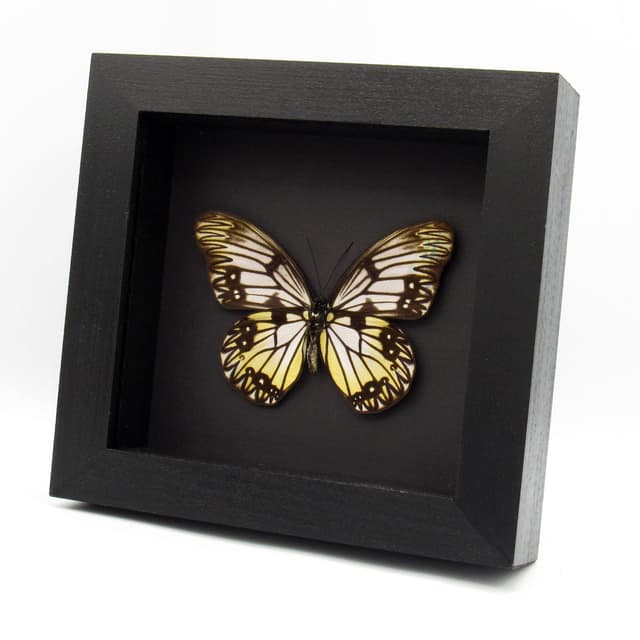 Real yellow great Wallacean butterfly framed taxidermy - Zethera incerta