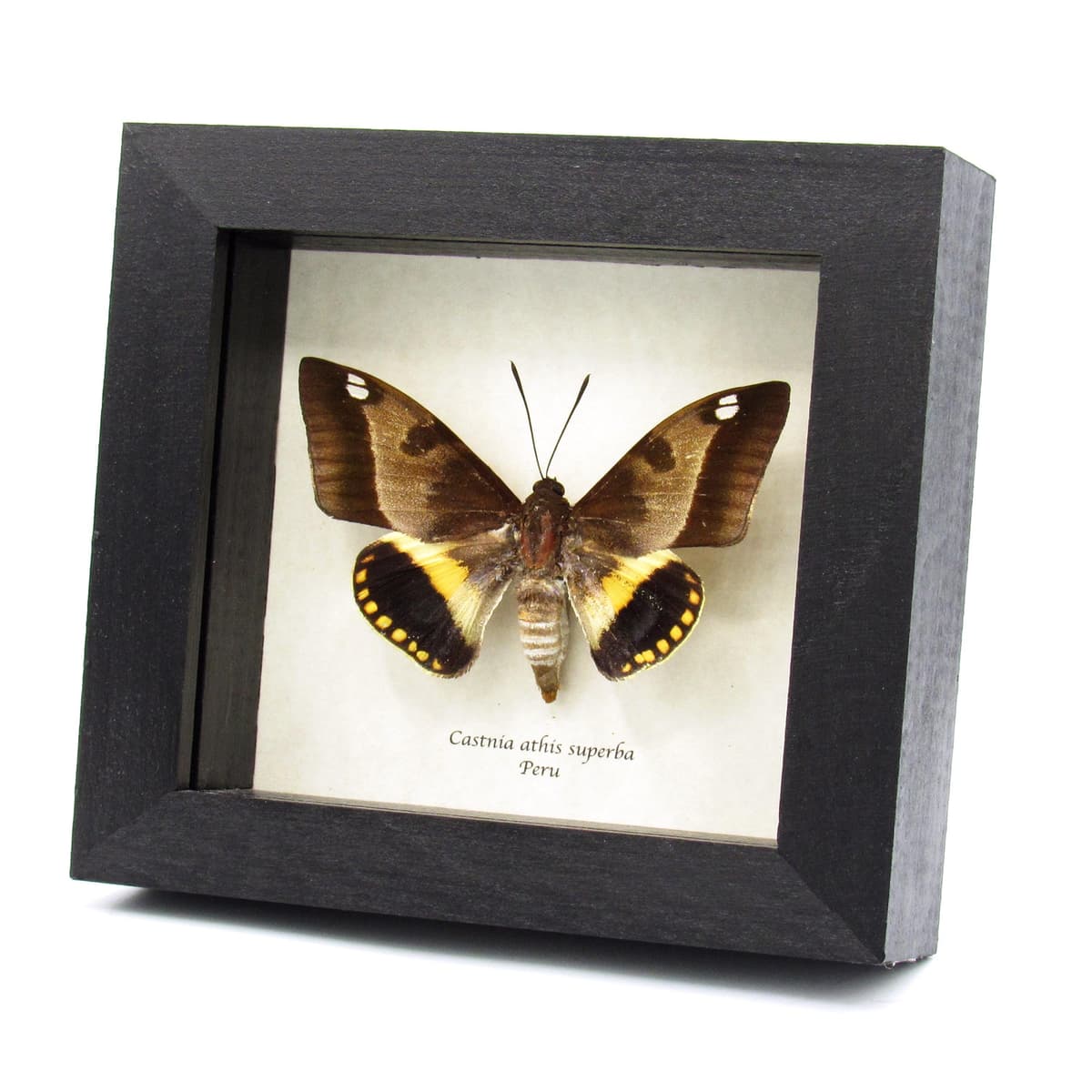 Rare Castnia moth framed taxidermy - Castnia athis superba