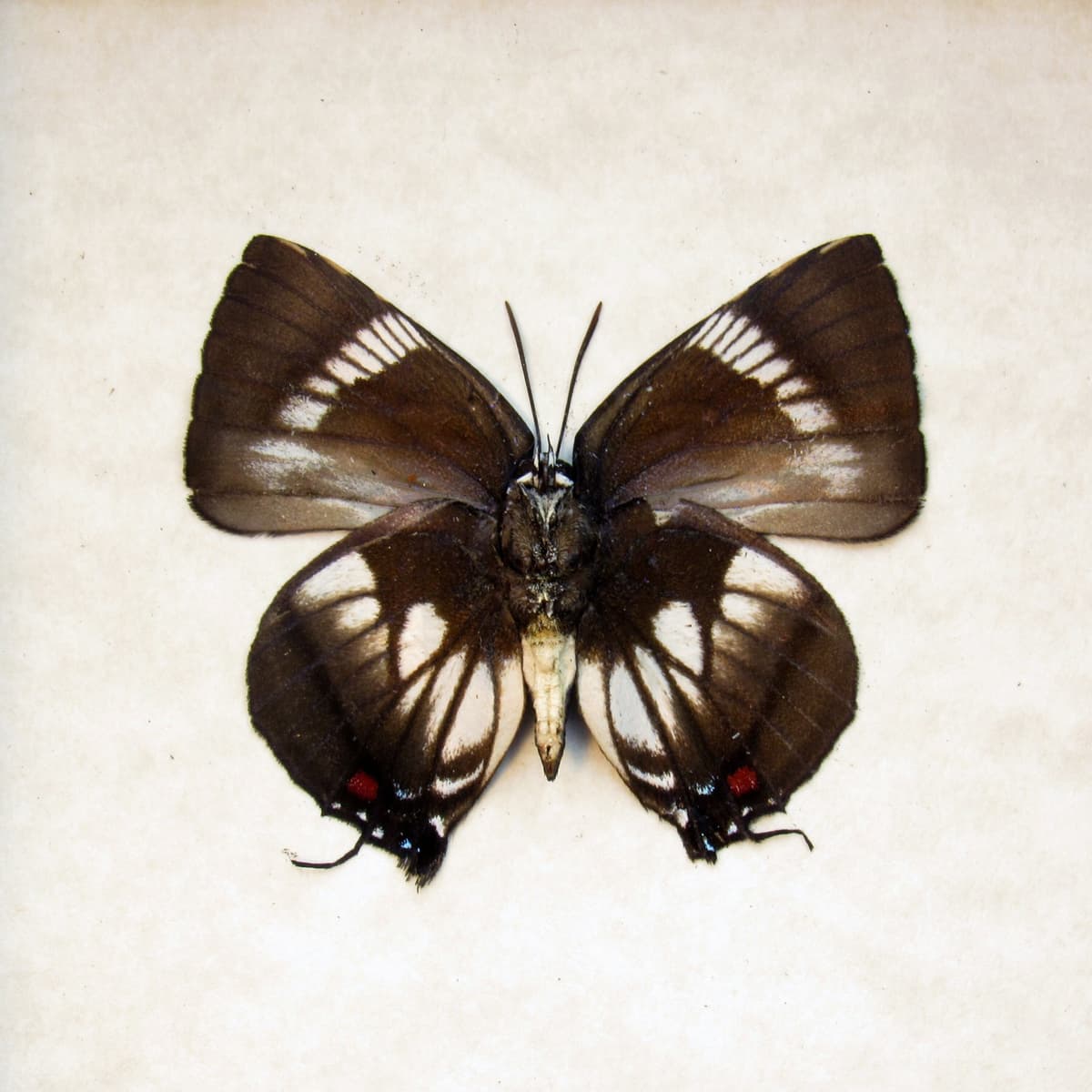 Real butterfly framed taxidermy - Panthiades aeolus