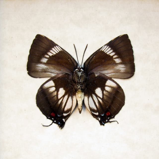 Real butterfly framed taxidermy - Panthiades aeolus
