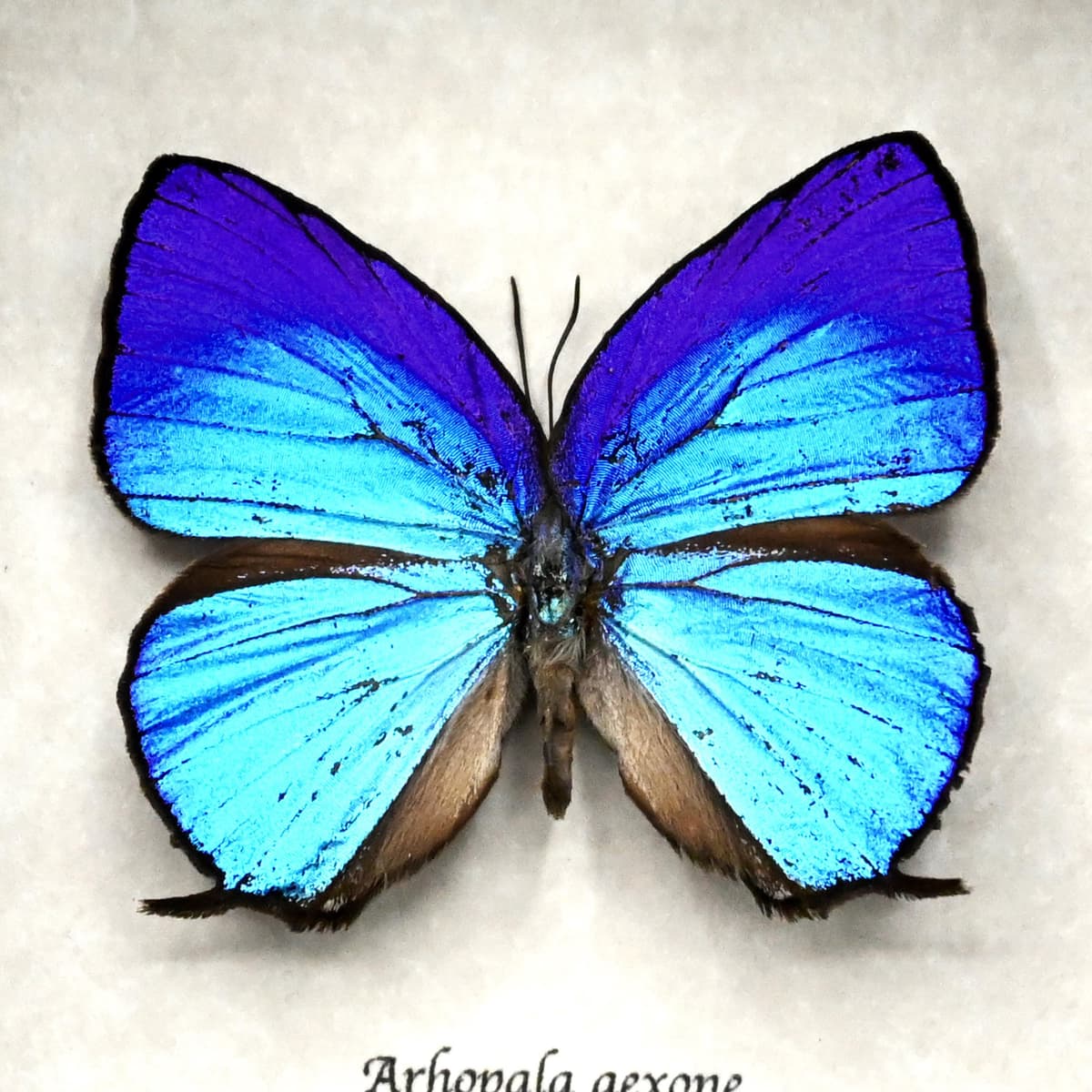 Real iridescent blue Hairstreak butterfly framed taxidermy - Arhopala aexone